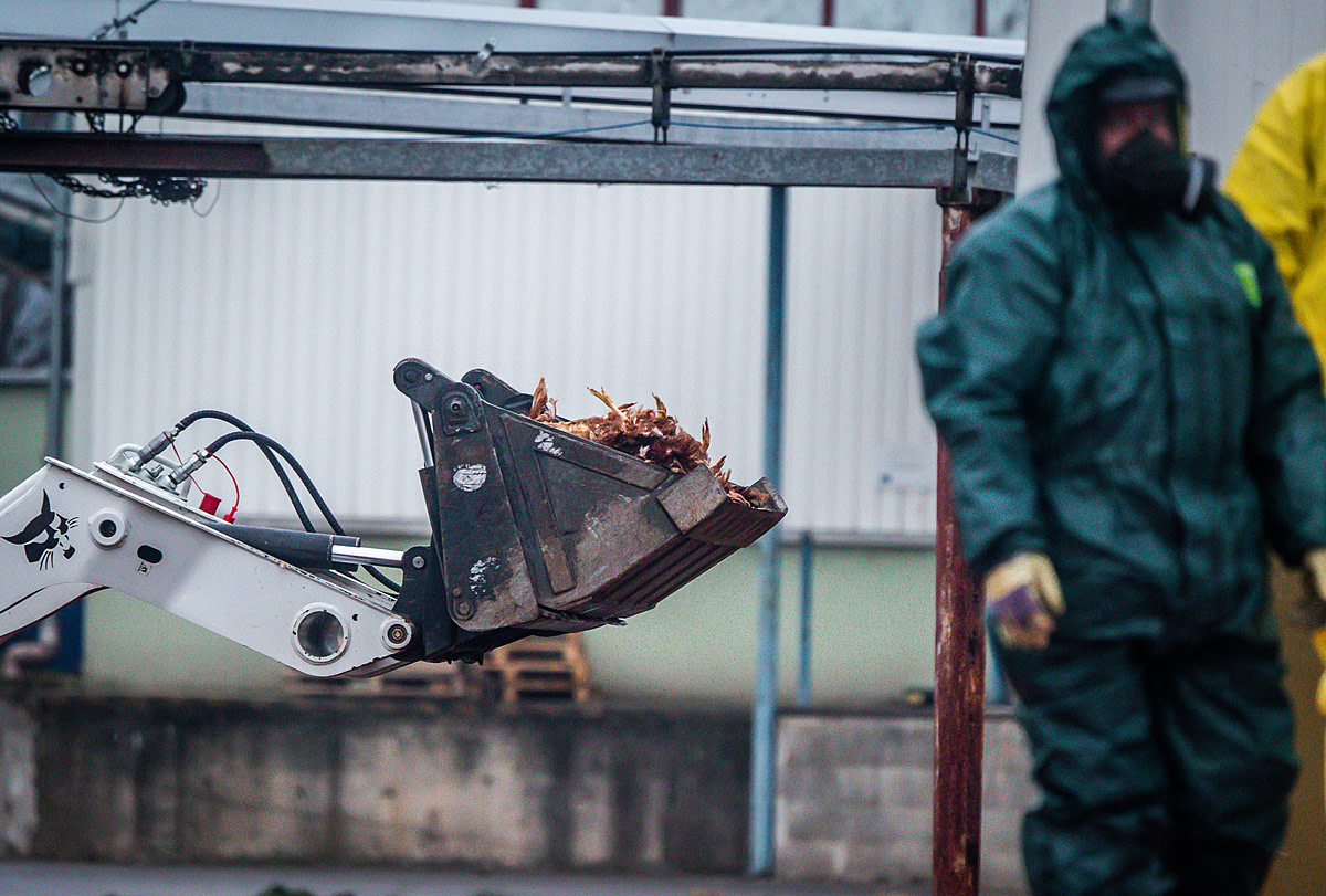 Masses of dead hens lie piled inside the bucket of a loader outside the barns of an egg farm near Prague in Czechia. The hens have been killed and workers wearing protective suits are in the process of removing them from the farm due to an outbreak of the H5N1 bird flu virus. Czechia, 2021. Lukas Vincour / Zvířata Nejíme / We Animals Media