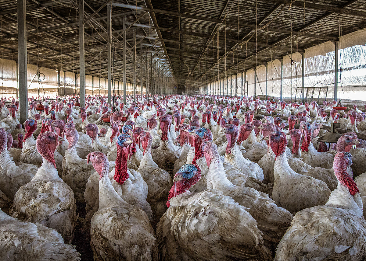 Thousands of turkeys crammed into a factory farm. Israel, 2020. Omer Shoshan / We Animals Media