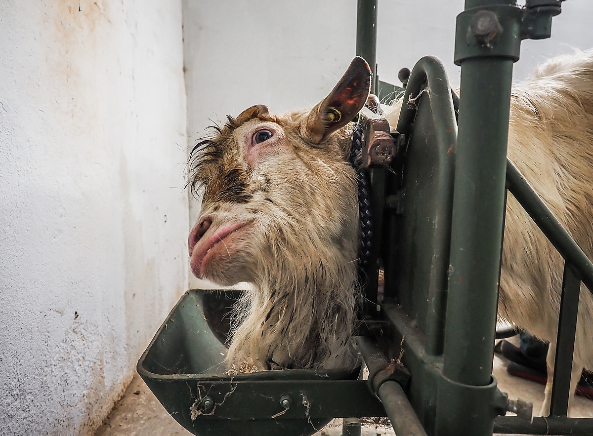 A male goat used for semen collection stands restrained by the neck inside a semen collection station at a goat farm. Czechia, 2020. Lukas Vincour / Zvířata Nejíme / We Animals Media