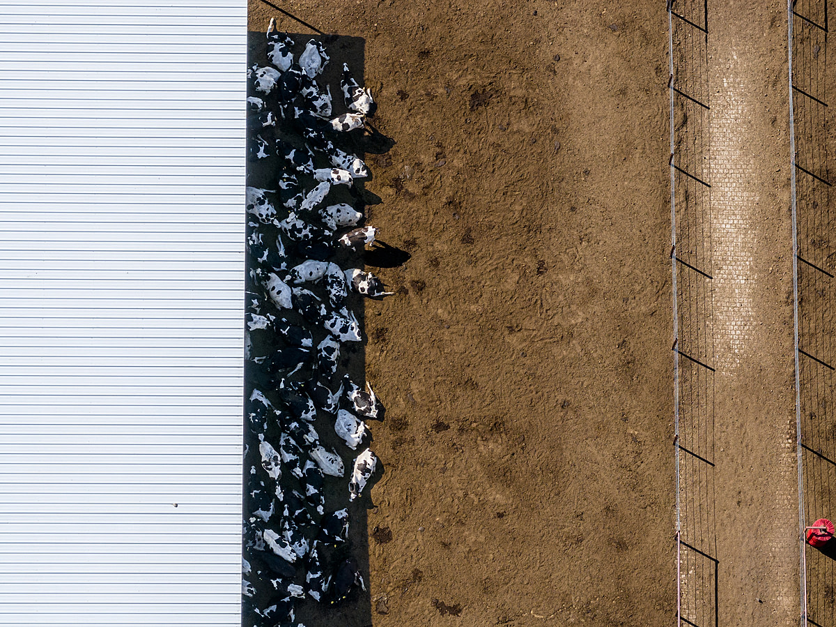 Cows on a large dairy farm avoid the desert sun, lying crowded together in a small patch of shade provided by a sun shelter. Butterfield Dairy, Buckeye, Arizona, USA, 2023. Ram Daya / We Animals Media
