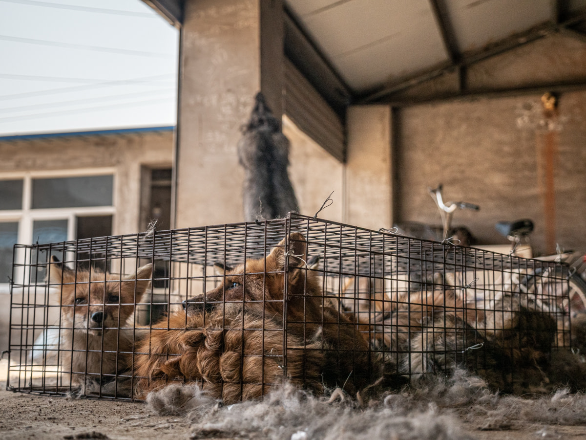 Caged foxes awaiting transport at a fur farm in northern China.