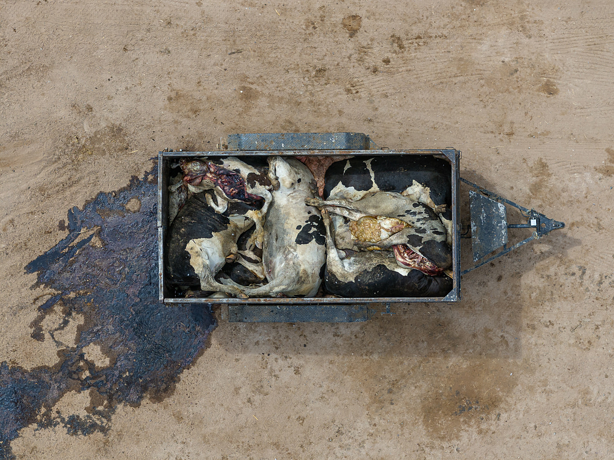 The decomposing bodies of dead cattle, who appear to be dairy breeds, lie piled inside a trailer in the yard of a feedlot. Bodily fluid from the dead animals has leaked from the trailer and spread across the ground. This particular facility holds up to 115,000 cattle. McElhaney Feedyard, Wellton, Arizona, USA, 2023. Ram Daya / We Animals Media