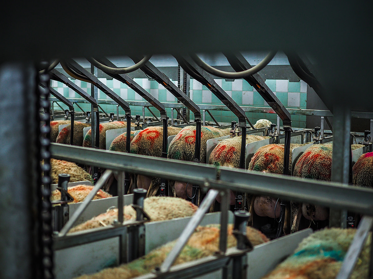 Dual rows of female sheep stand inside the stalls of a milking parlour on a sheep dairy farm in Czechia. The sheep have dirty looking coats that are painted in red with identifying numbers and other markings. Czechia, 2019. Lukas Vincour / Zvířata Nejíme / We Animals Media