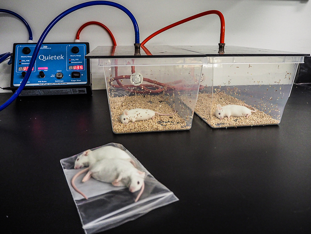 No longer of use for experimentation, laboratory mice are asphyxiated by carbon dioxide and then bagged for incineration. USA, 2020. Roger Kingbird / HIDDEN / We Animals Media.