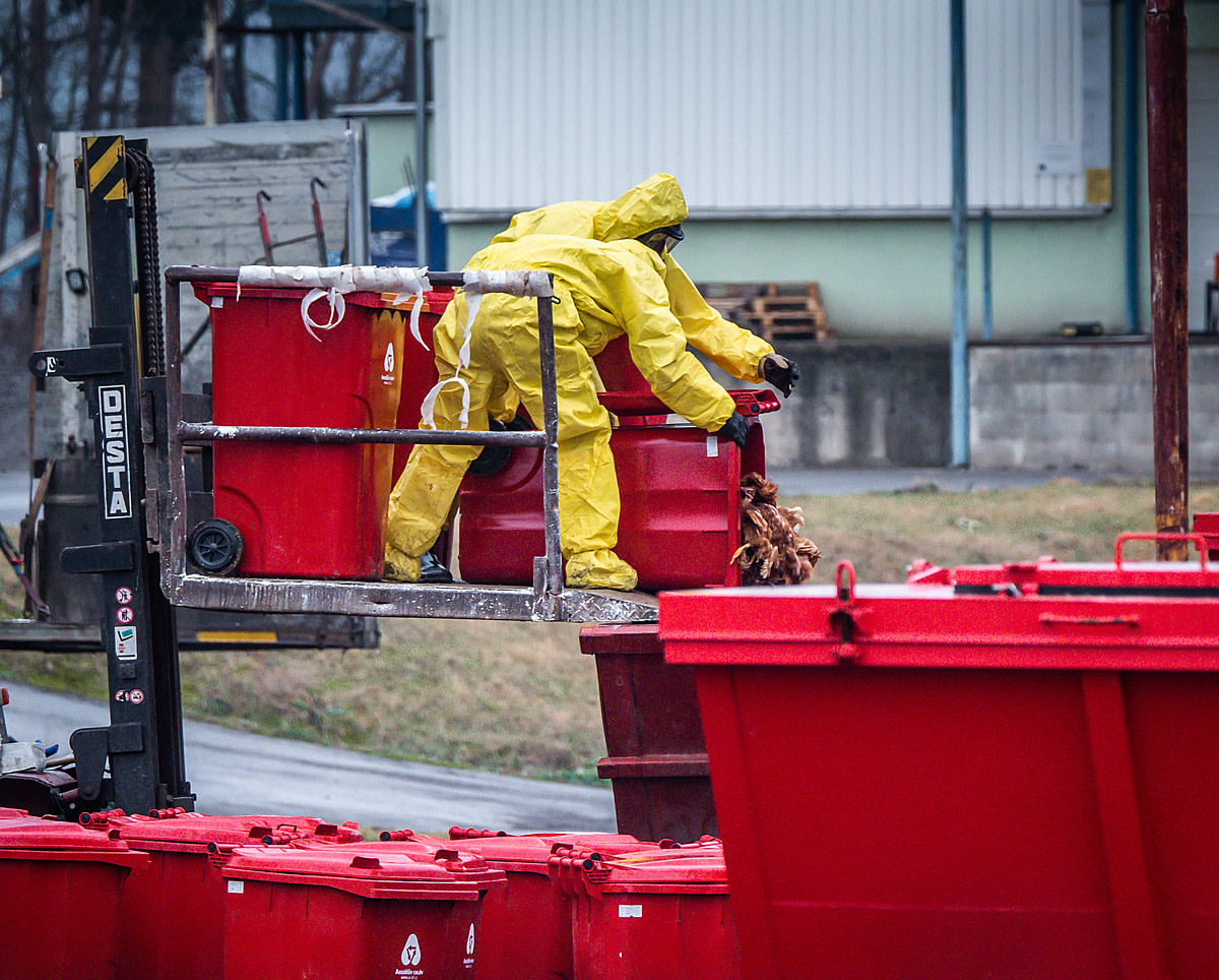 Dead hens are emptied into a dumpster from a refuse container outside the barns at an egg farm near Prague in Czechia. Workers wearing protective suits are killing and removing the hens from this farm, where an outbreak of the H5N1 bird flu virus has been detected. Czechia, 2021. Lukas Vincour / Zvířata Nejíme / We Animals Media