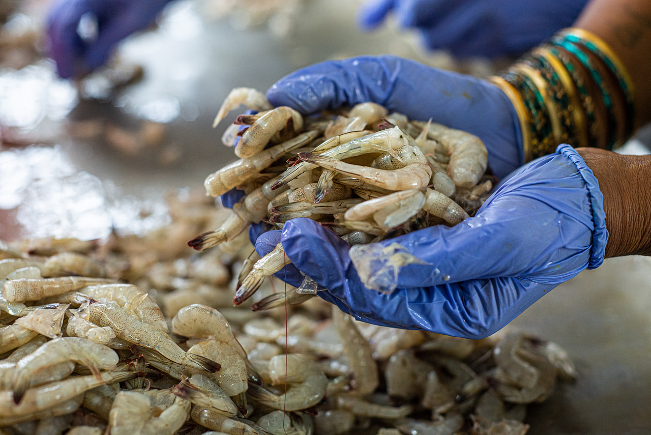 From Source to Sale: Shrimp Farming and Fishing in India