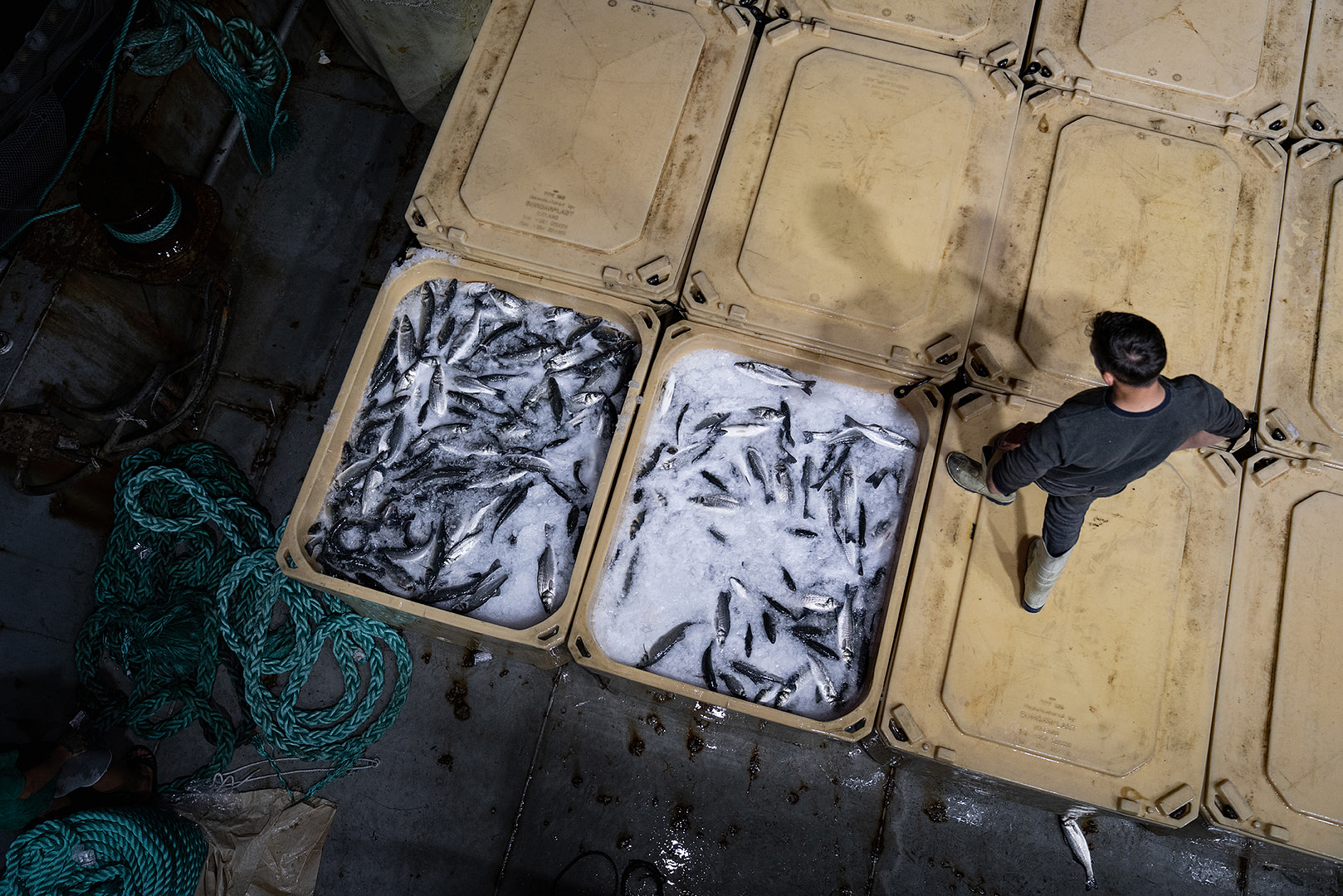 <br />
Sea bass freshly harvested from marine fish farm cages lie packed in water and ice inside large plastic fish boxes as a worker walks above them. The approximately 10 tons of fish from this harvest will be transported to a fish processing facility. Trabzon, Trabzon Province, Black Sea Region, Turkiye, 2023. Havva Zorlu / We Animals Media 