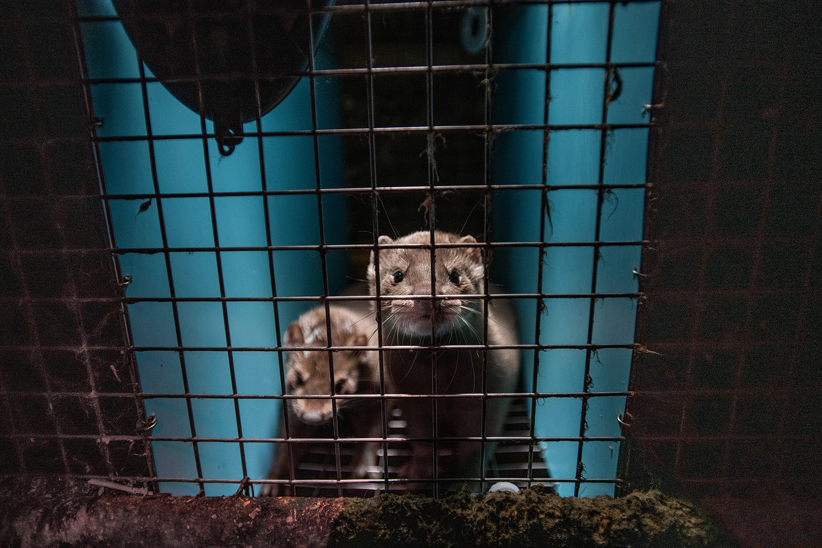 Two mink at a fur farm stare out through the wire mesh of a barren cage. Their tiny enclosure contains no nest or bedding. Quebec, Canada, 2022. We Animals Media