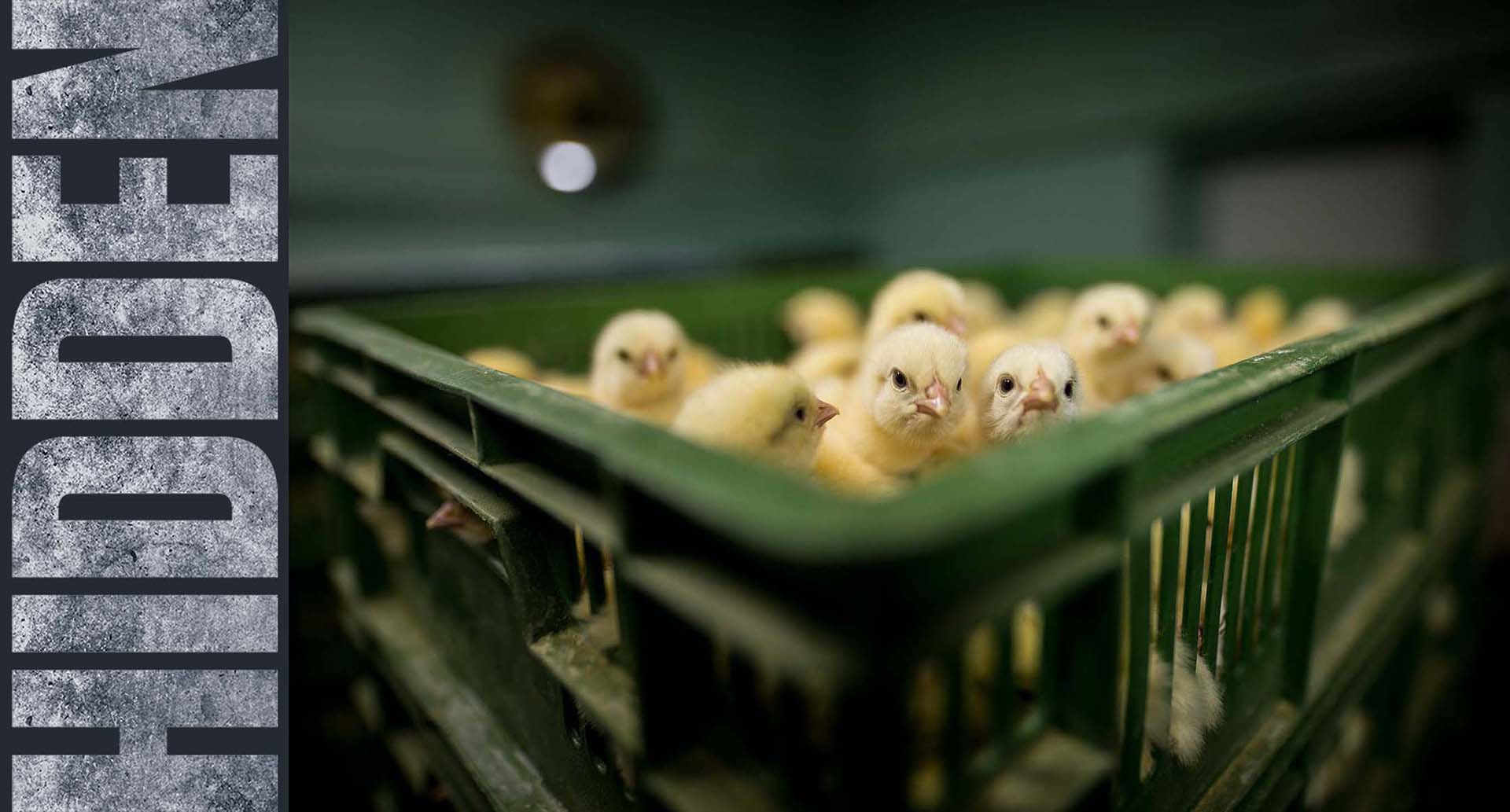 Chicks in Crate | Konrad Lozinski