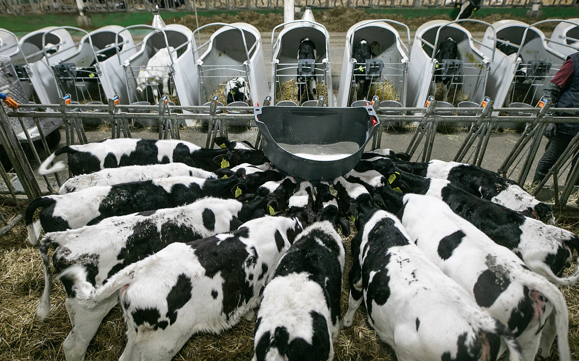 Calves drink milk together from a feeder through artificial nipples on a Polish dairy farm. These calves are several months of age and live in group housing after spending their first few weeks in individual calf hutches. These calves are fed twice daily and are not yet divided by gender. Poland, 2020. Andrew Skowron / We Animals Media