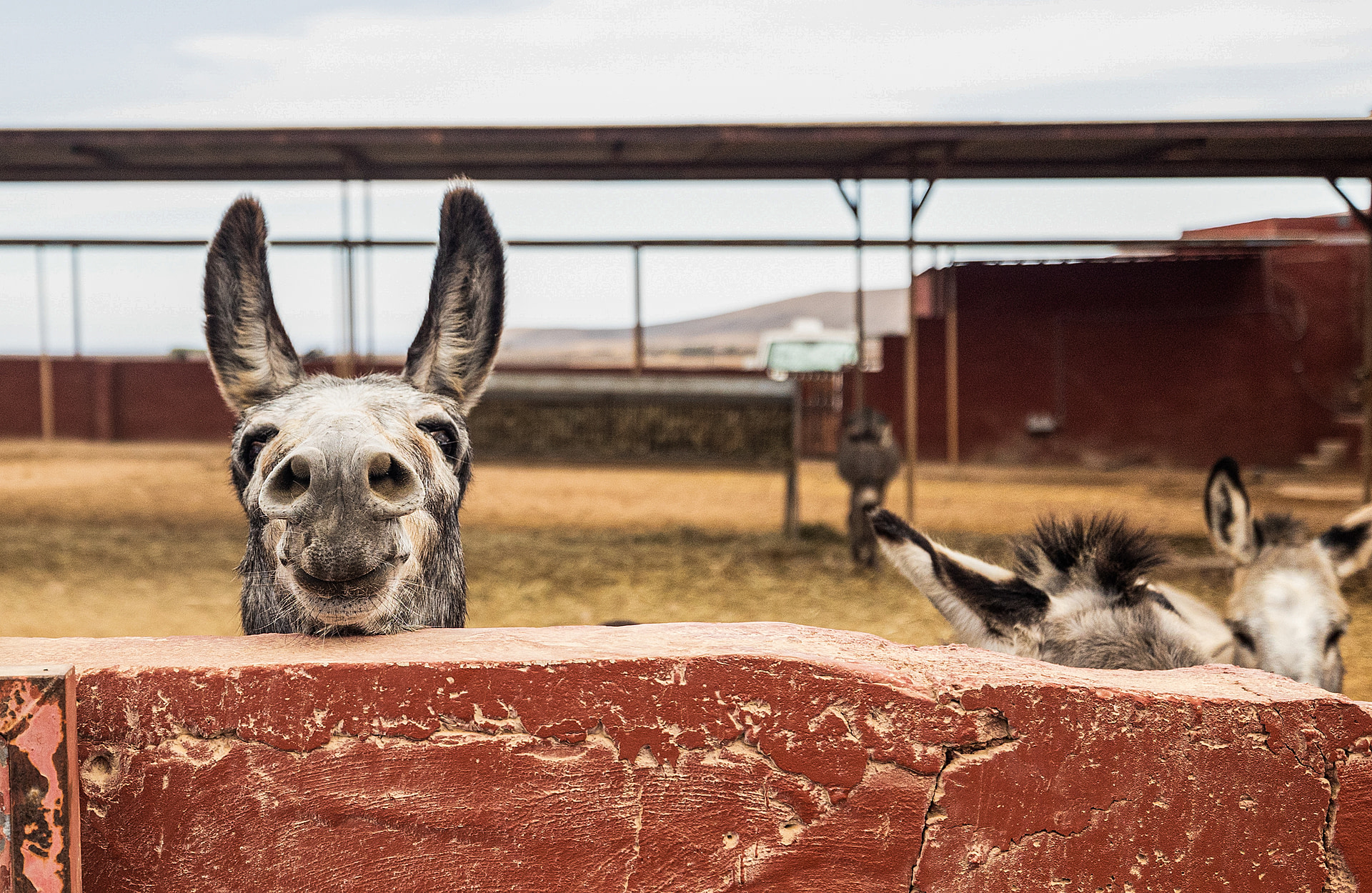Rescue donkey Curro peeks over the fence to greet visitors entering The Animal Academy sanctuary in Fuerteventura, Spain. Curro was a family pet in a house until his size meant they could no longer care for him - in fact, Curro still prefers the company of humans to his fellow donkeys! Spain, 2022. Andrew Skowron / We Animals Media