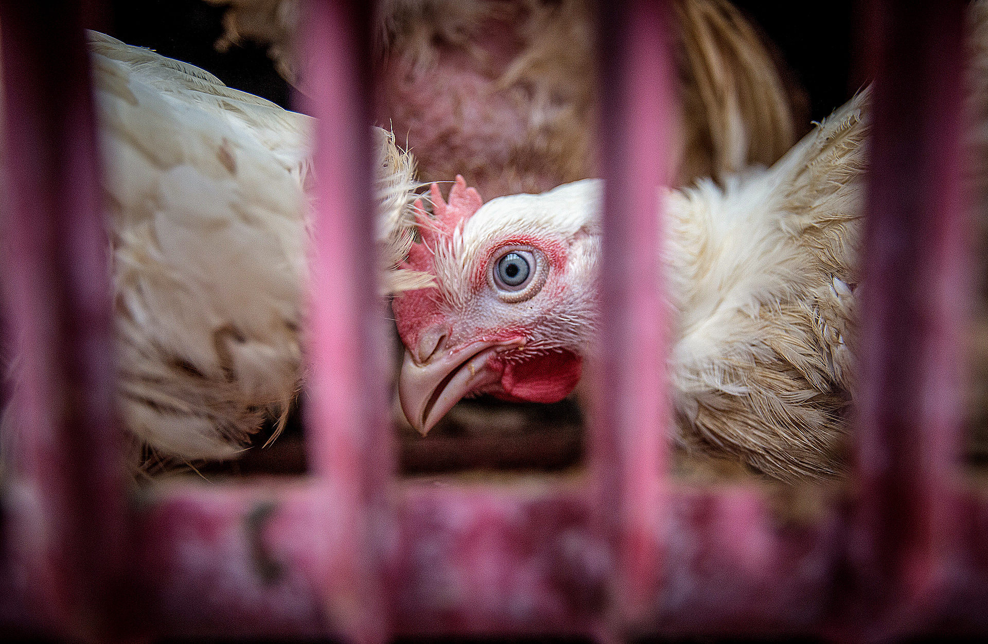 A chicken looks out from a crowded transport crate. Poland, 2016. Andrew Skowron / We Animals Media