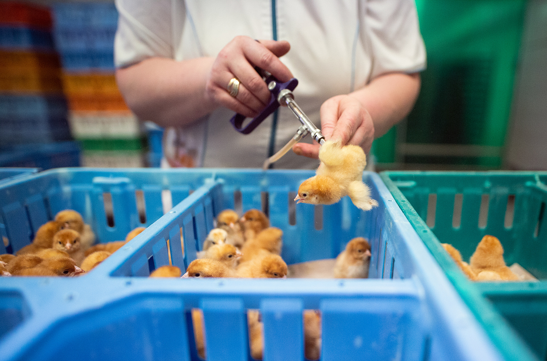 A day-old chick squirms as a worker administers a vaccine at a hatchery in Poland.