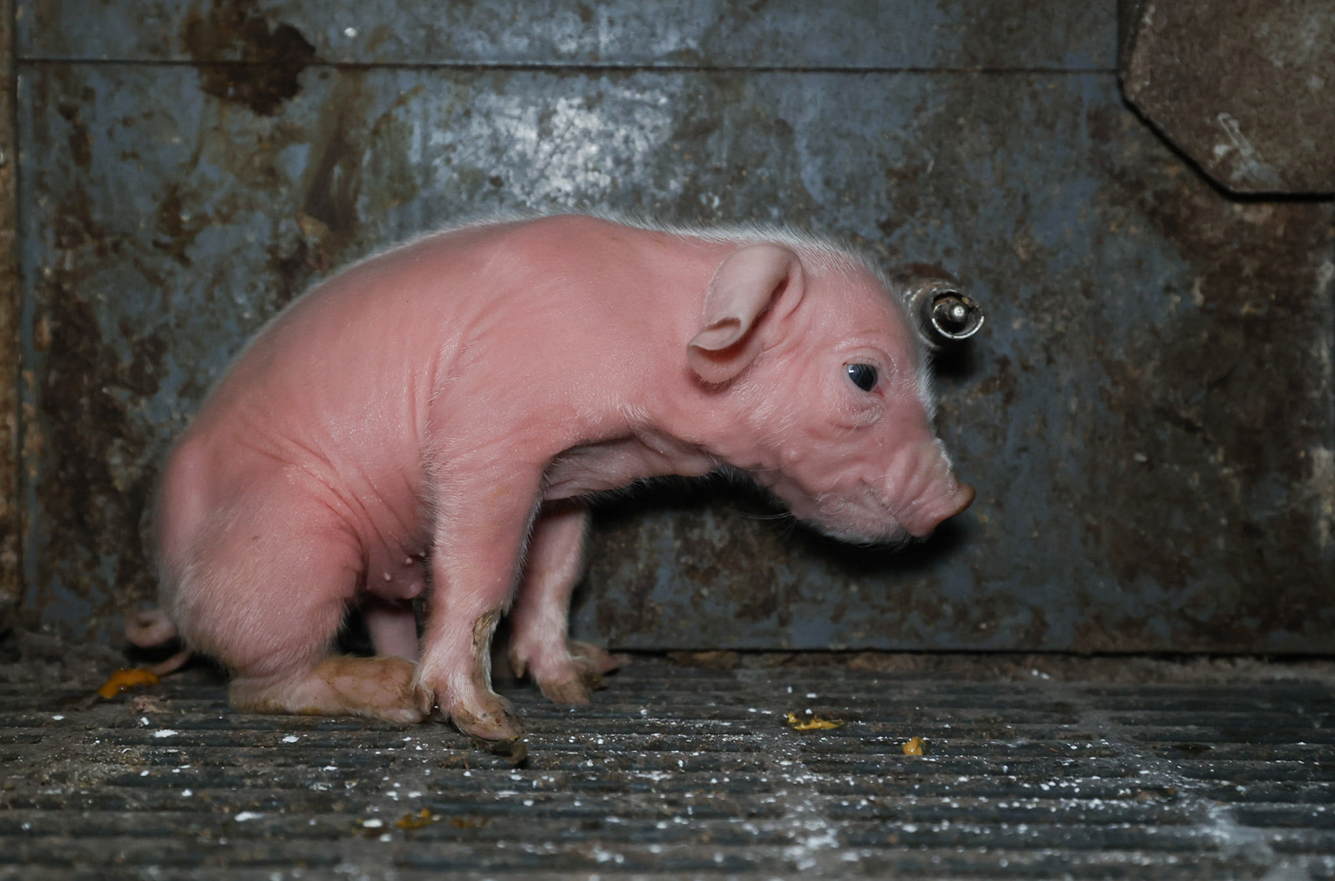 Piglet inside a medium-sized farm. Poland, 2021. Andrew Skowron