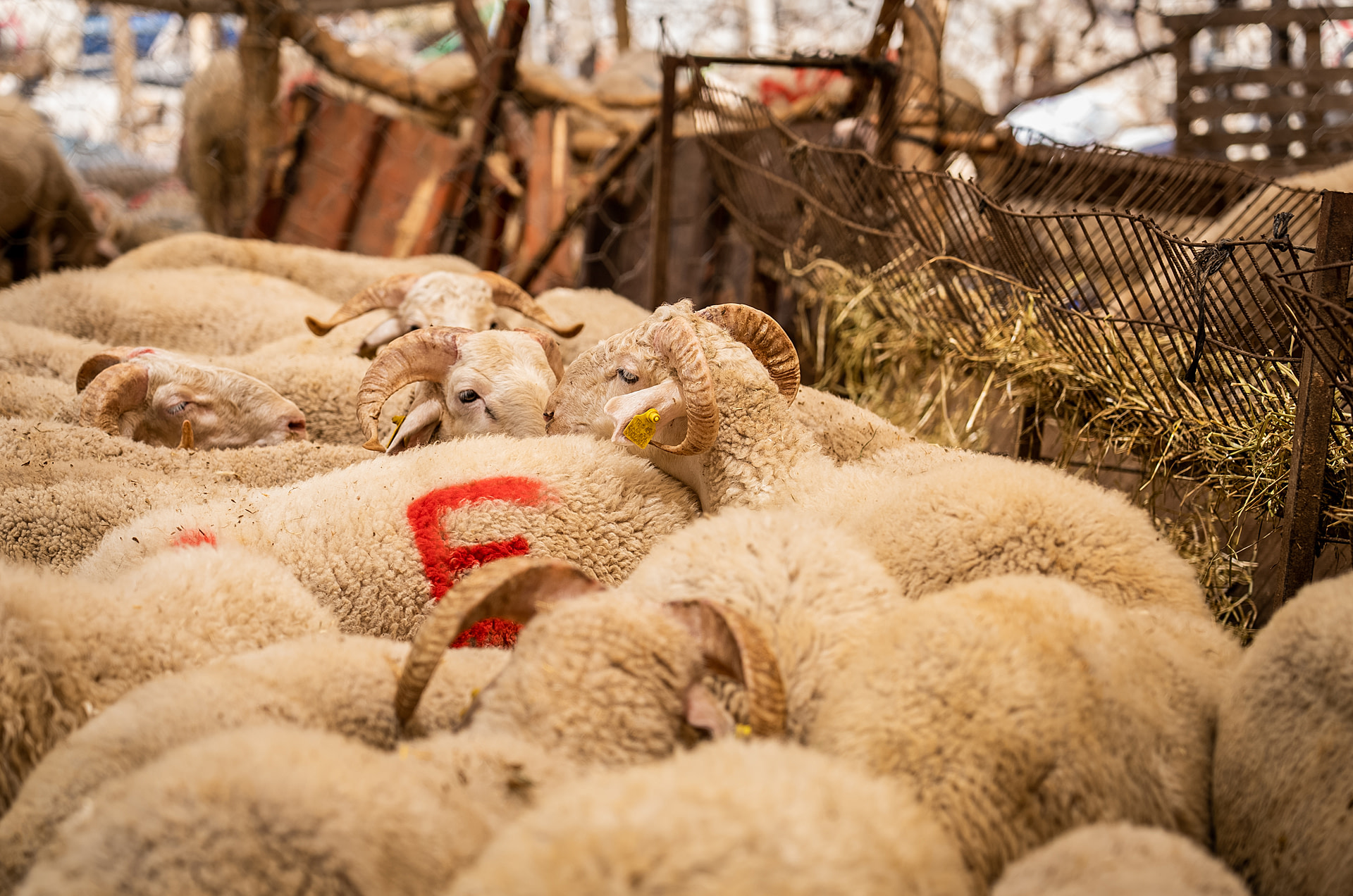Sheep with paint marks on their bodies stand in a crowded pen at a Qurban market in Turkiye on the eve of Eid al-Adha. Qurban markets are established for the purpose of selling animals that will be sacrificed during the Eid al-Adha holiday.