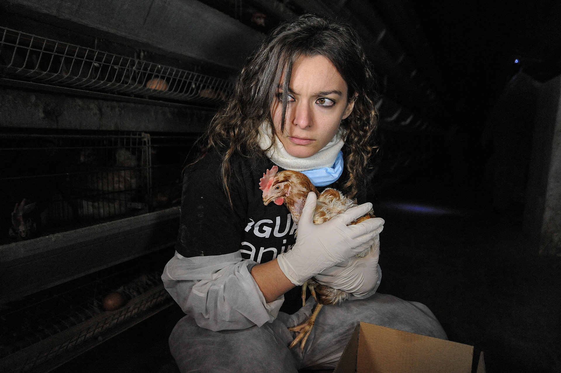 At a Spanish egg production facility, Animal Equality activist Maria Gonzalez Sola holds a hen being rescued from one of the facility's battery cages. Spain, 2011. Jo-Anne McArthur / Lauren Veerslaat / We Animals Media