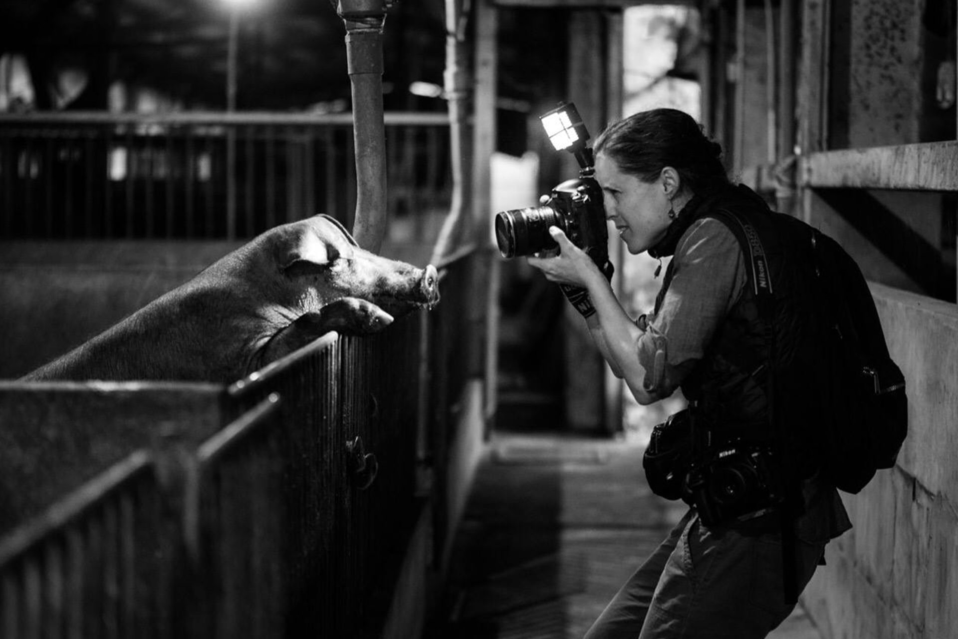 We Animals Media Founder Jo-Anne McArthur documenting conditions inside a pig farm. Taiwan, 2019. Kelly Guerin / We Animals Media