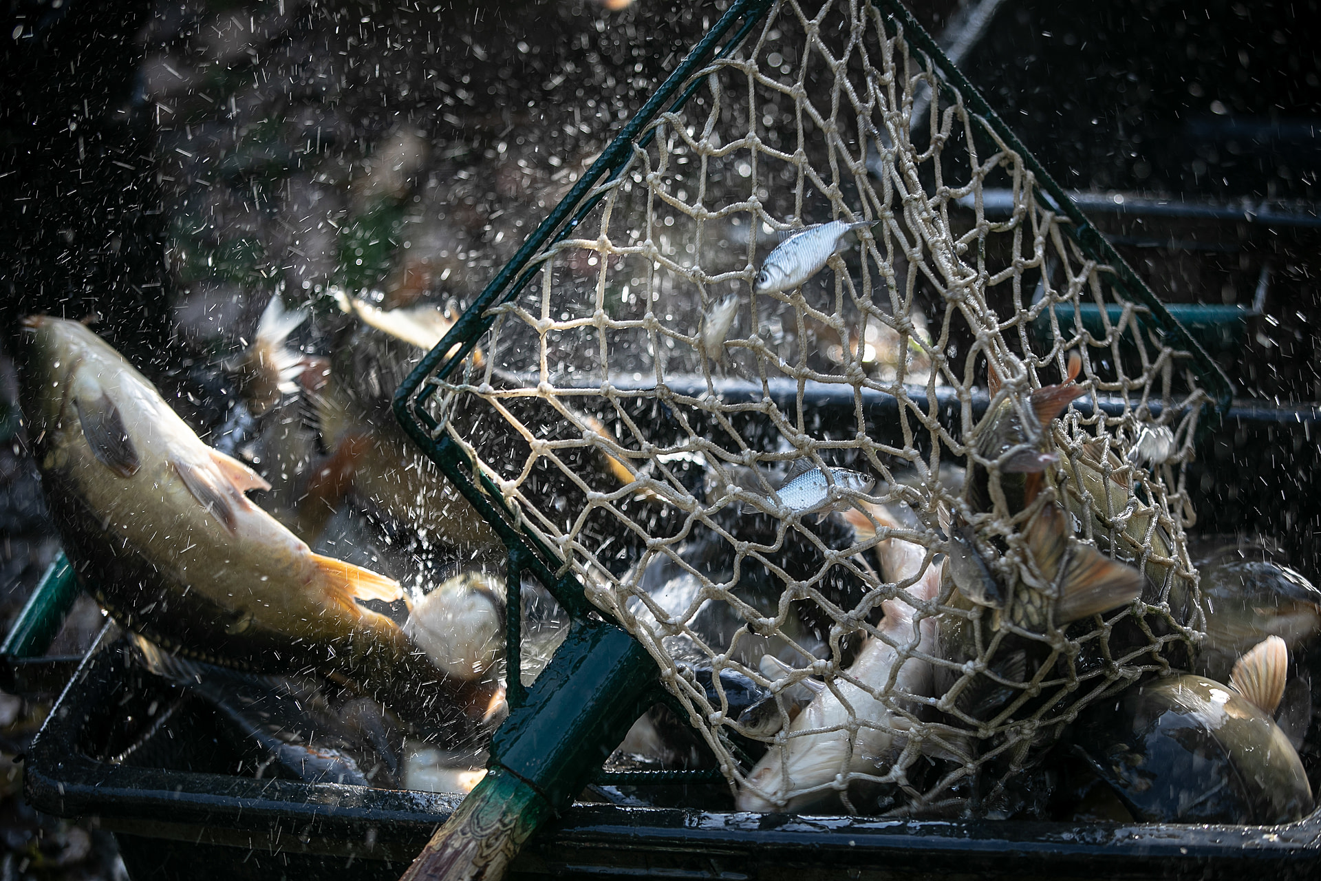 Carp are scooped up with a landing net so they can be moved to the sorting area where they will be segregated. Once sorted, they are moved to a storage pond to be sold.