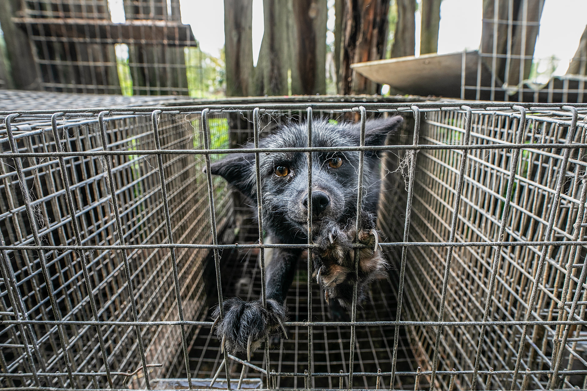 A silver fox paws at a tiny cage left open to the elements on a neglected fur farm. The inability to scratch and lack of care led to nail overgrowth. The foxes were removed due to welfare violations and the farm owners were accused of animal abuse. As of 2021 the lawsuit is ongoing. Goliszow, Poland, 2017. Andrew Skowron / We Animals Media