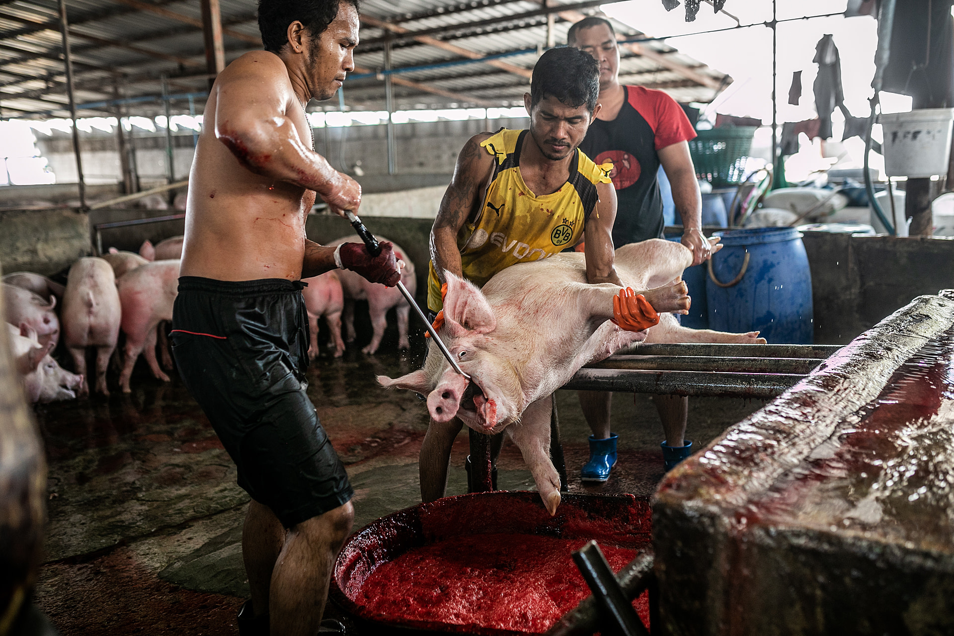 A pig is pulled from the group with a metal hook through her mouth, before being clubbed and stabbed. Thailand, 2019. Andrew Skowron / HIDDEN / We Animals Media