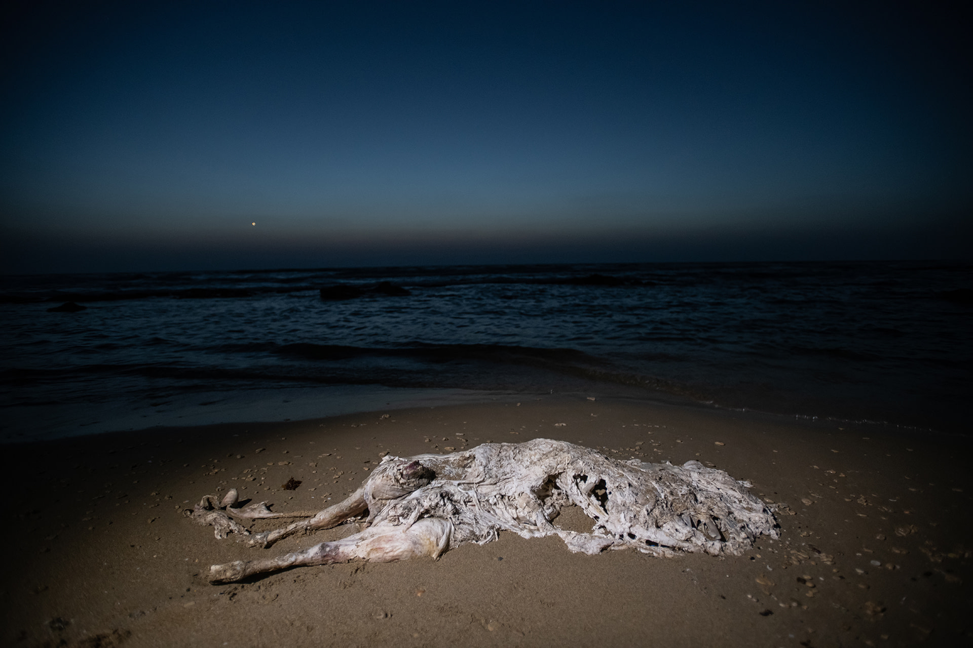 DeadCalfOnBeach_Israel_JMcArthur_2018-2938