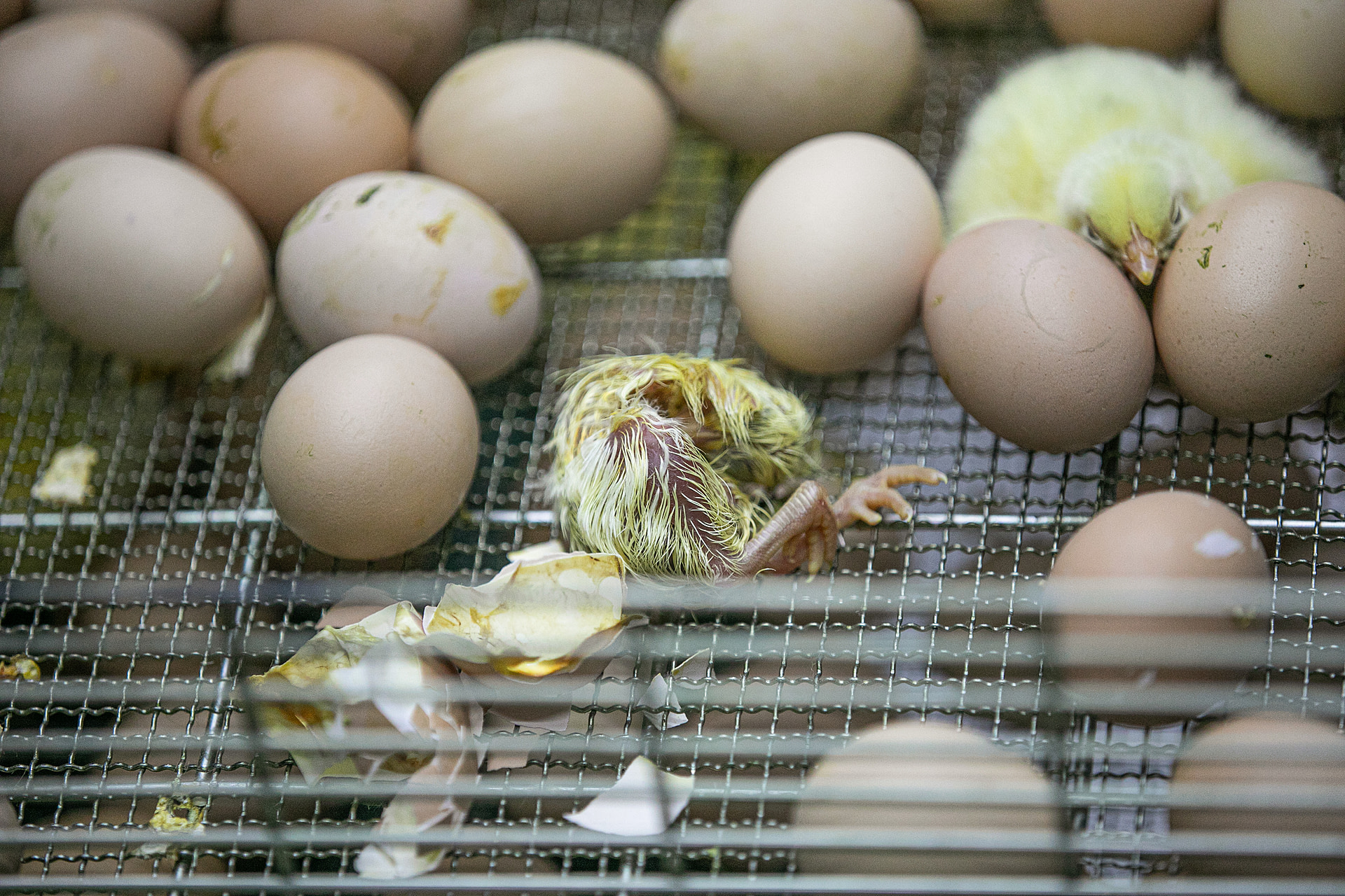 A dead chick lays amidst other birds in various stages of hatching at a hatchery in Ukraine. Many chicks die in the egg before they hatch and they will be disposed of in a grinder along with the weak and ailing chicks from the brood.