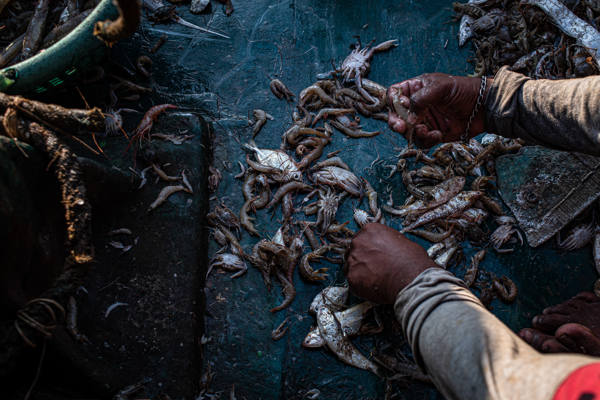 A fisherman separates shrimps and prawns from the bycatch on his trawler. Kakinada Harbour, Kakinada, Andhra Pradesh, India, 2022. S. Chakrabarti / We Animals Media