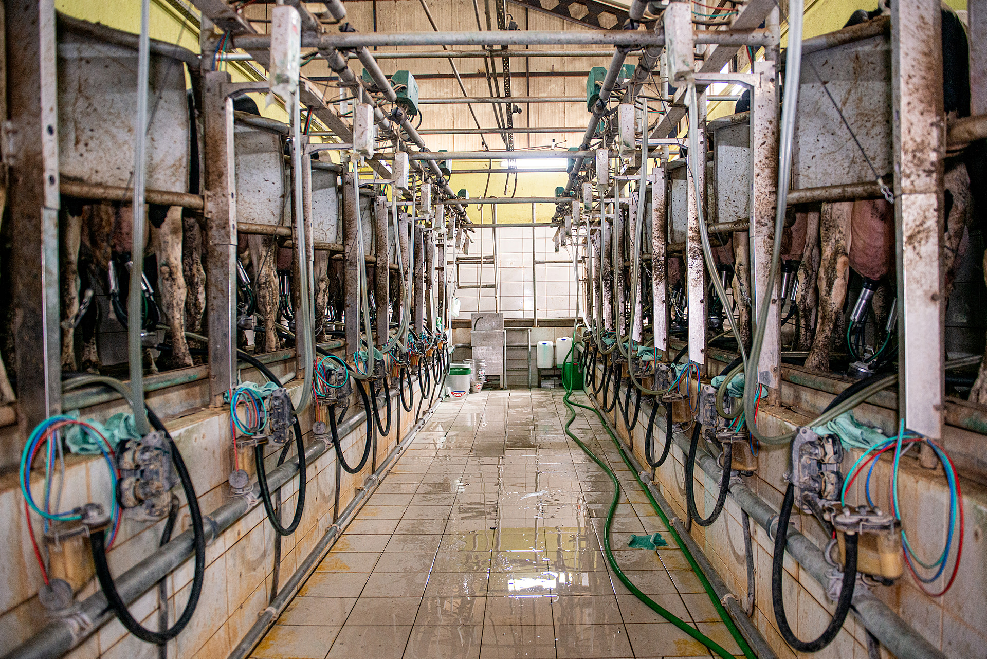Multiple cows confined to stalls are milked simultaneously inside the milking parlour at a dairy farm in Turkiye.