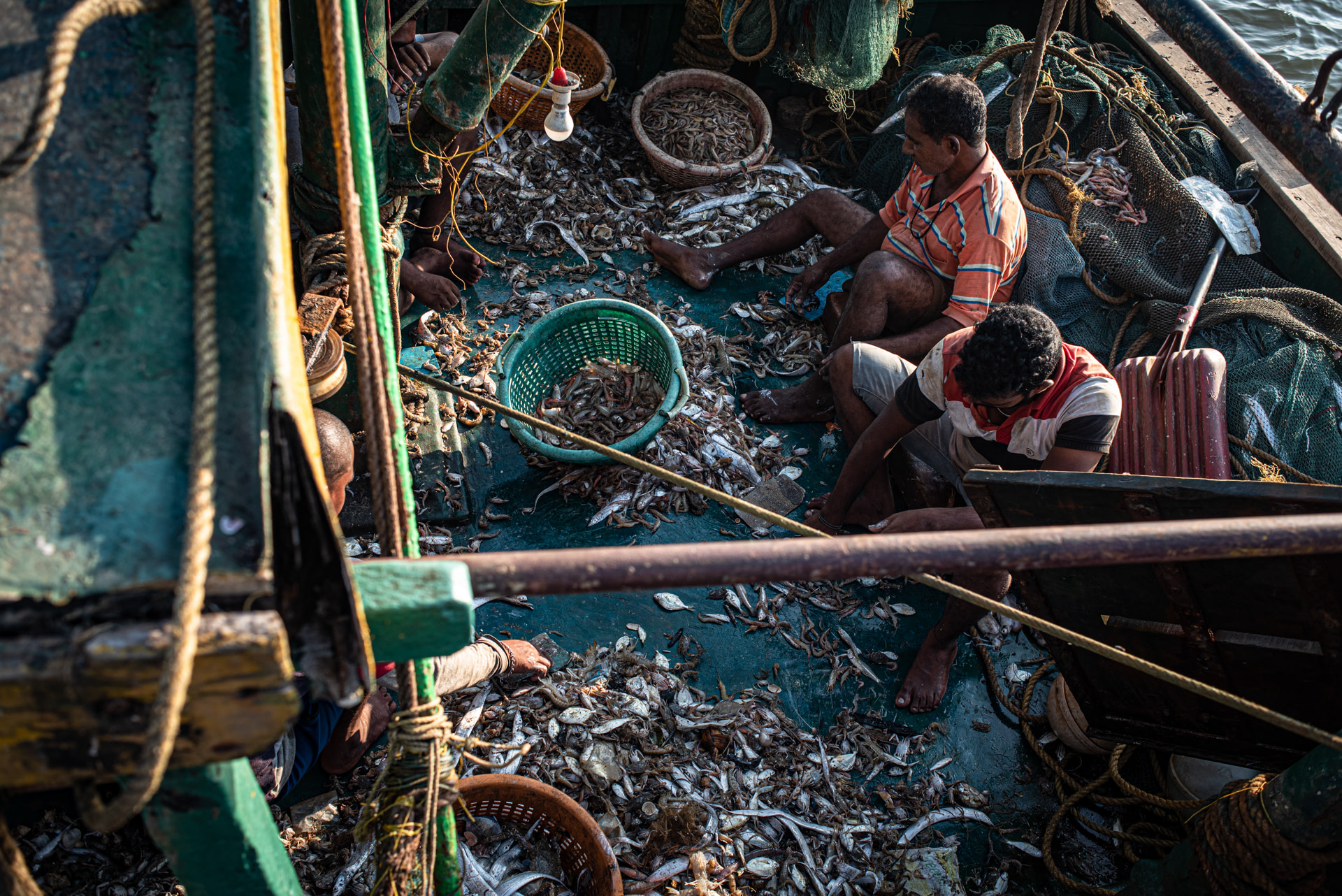 Fishermen separate different kinds of small fish and crustaceans on a trawler. Once the main load of fish is removed from the boat, the fishermen go through the bycatch and recover catch that they can use. This will be mostly for their personal consumptio