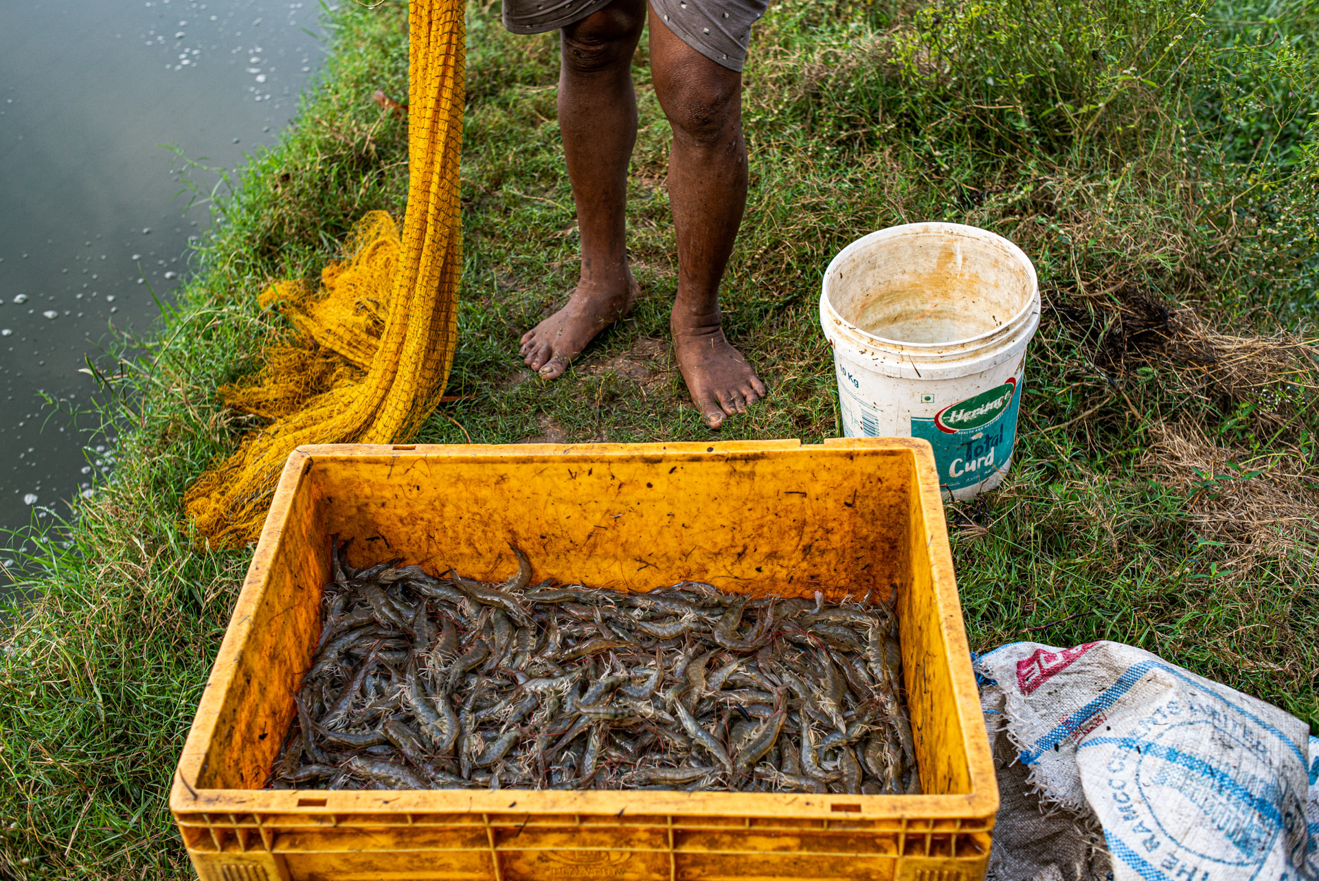 An aquafarm worker stands by a crate of harvested shrimps and prawns. The worker prepares a net before using it again to harvest more animals from the pond. Matlapalem, Andhra Pradesh, India, 2022. S. Chakrabarti / We Animals Media