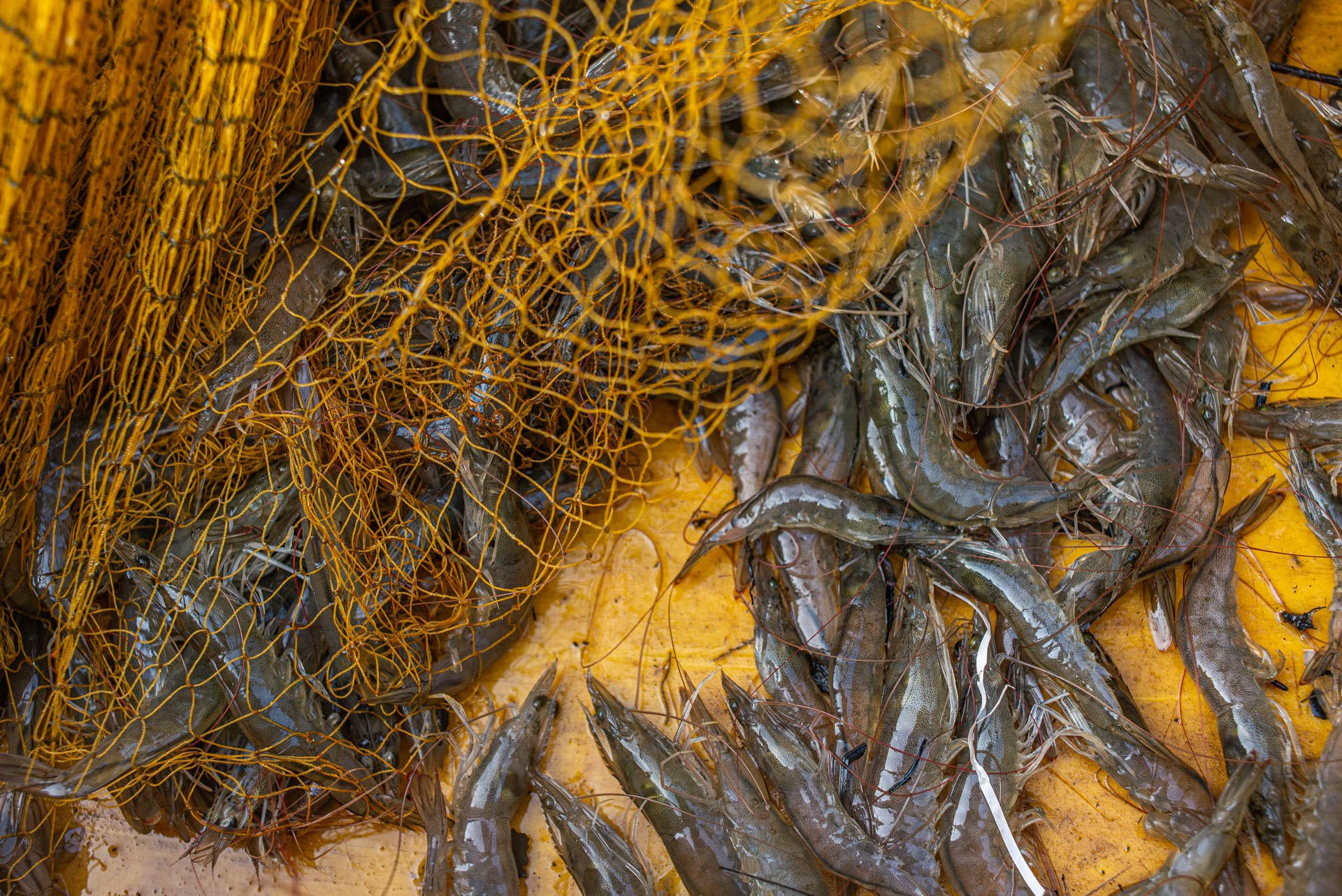 Freshly caught live shrimps and prawns are entangled in a harvesting net at an aquafarm. Matlapalem, Andhra Pradesh, India, 2022. S. Chakrabarti / We Animals Media