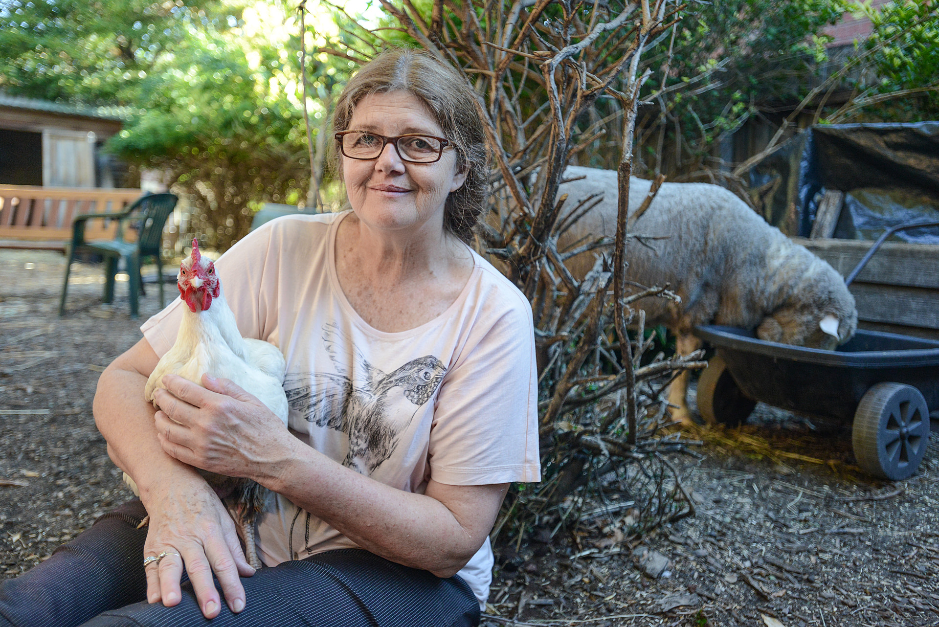 Patty Mark holds Susie, a rescued hen formerly used for breeding in the broiler chicken industry. In the background, Prince, a rescued sheep born inside a slaughterhouse, snuffles through the contents of a wheelbarrow. Australia, 2013. Jo-Anne McArthur / Animal Liberation Victoria / We Animals Media