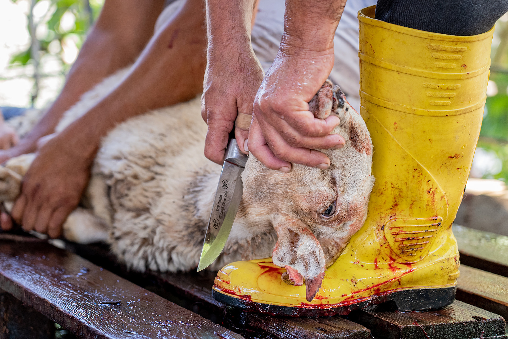 In the yard of an animal breeder in Turkiye during Eid al-Adha, a man cuts the exposed throat of a fully conscious sheep. Sheep and other animals are being killed here as a ritual animal sacrifice, or "Qurban," so their owners may observe the Islamic Eid al-Adha holiday traditions. During this four-day holiday, millions of animals are slaughtered in Turkiye alone.