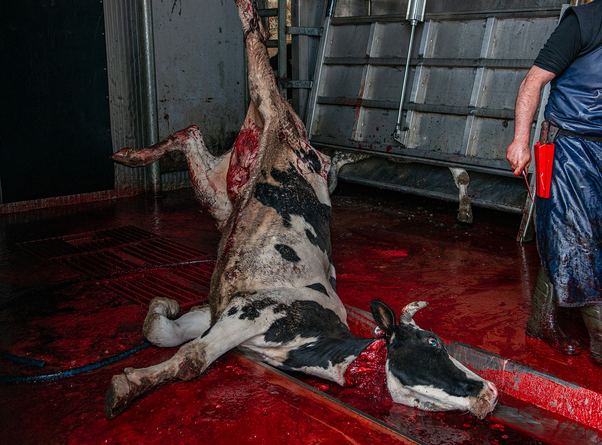 A dairy cow bleeds out while hanging above a blood-covered slaughterhouse floor in Izmir, Turkiye. As a worker holding a bloody knife walks away from her, another cow in a squeeze box in the background awaits the same fate.