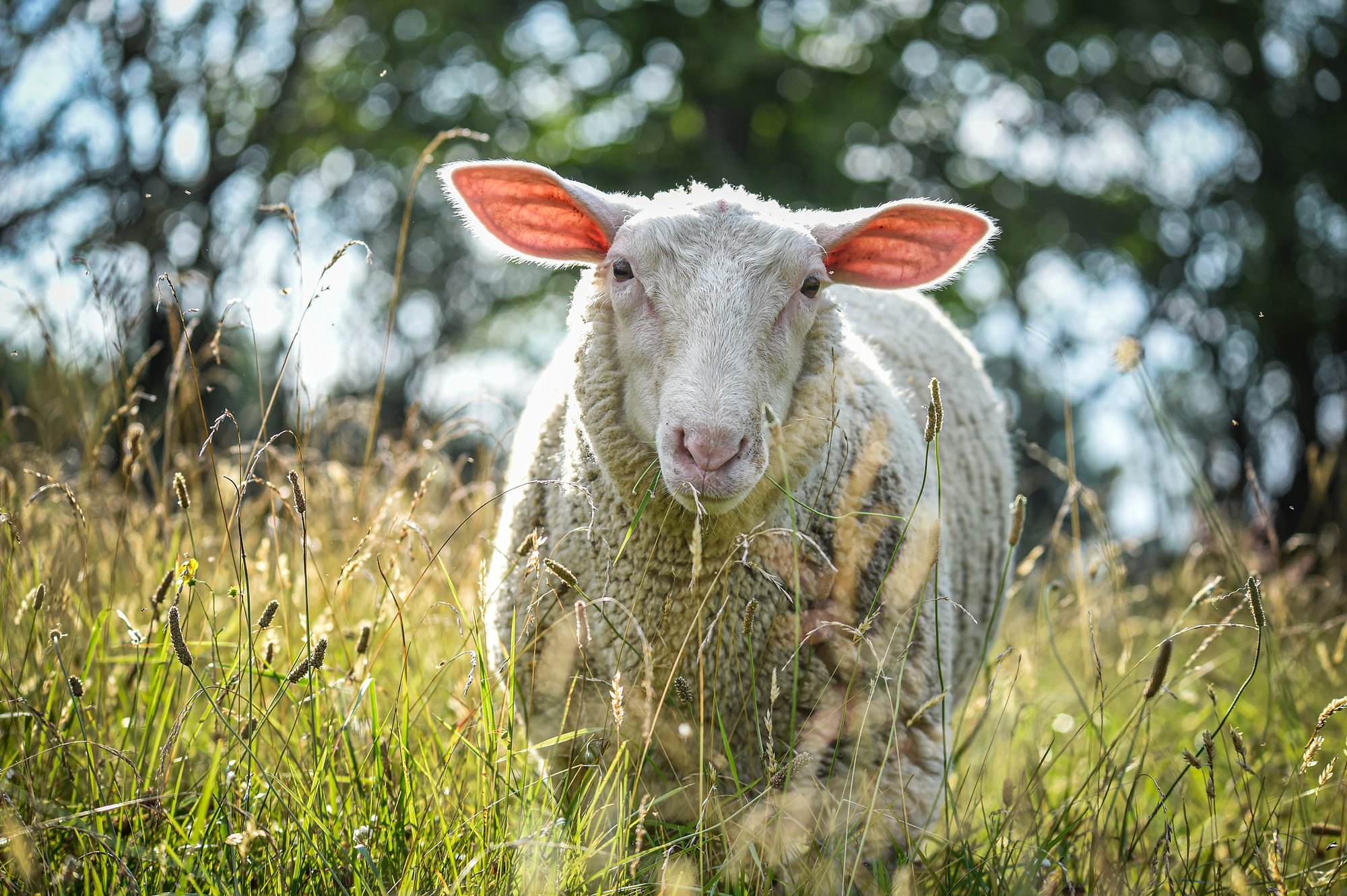 Summer, the rescued sheep, at Farm Sanctuary. USA, 2015.