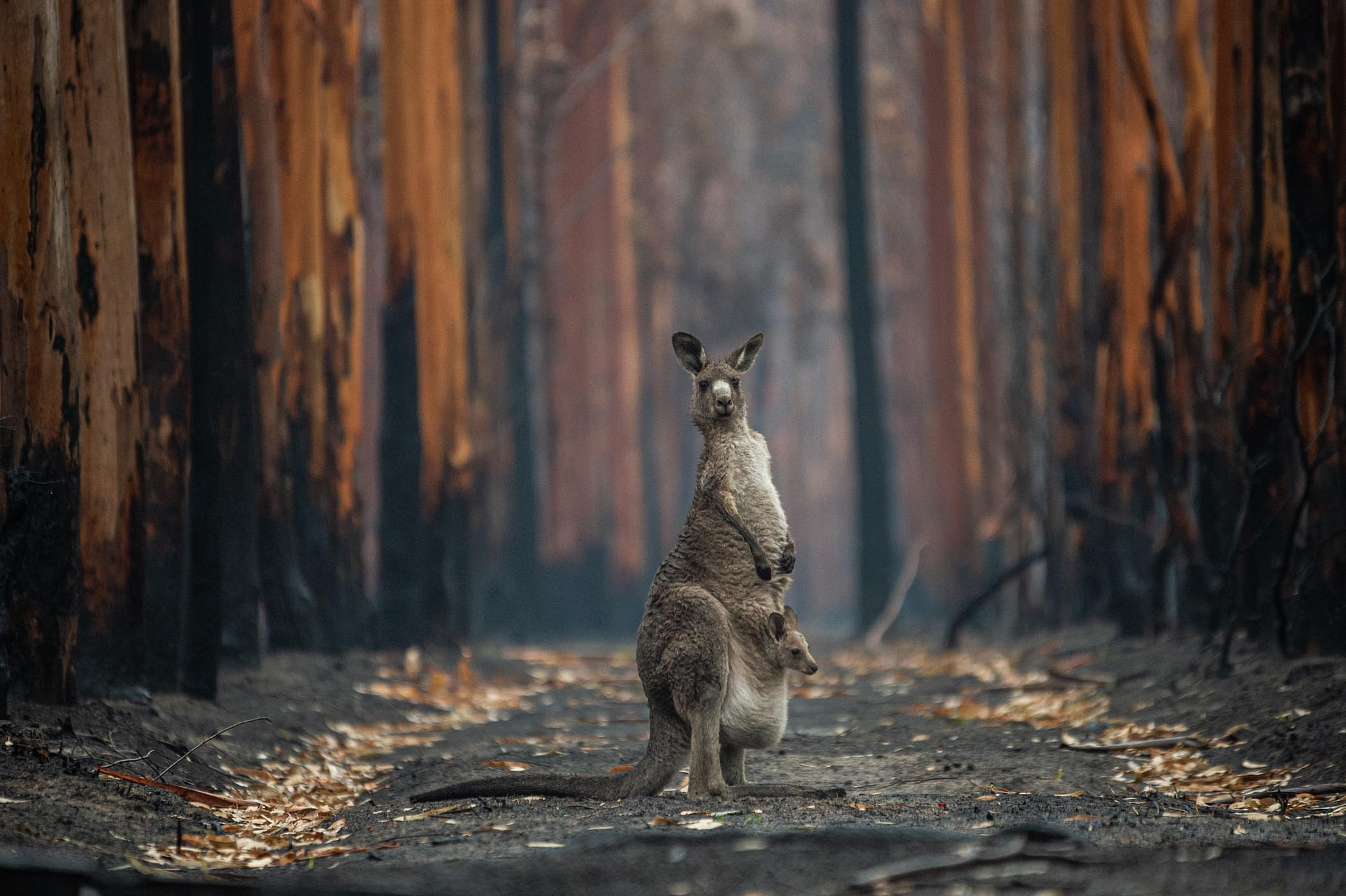 An Eastern grey kangaroo and her joey who survived the forest fires in Mallacoota. Australia, 2020. Jo-Anne McArthur / We Animals Media