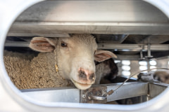 A white lamb stands in a highly confined space on the lower level of an overcrowded four-level transport trailer. USA, 2022. Wes Burdett / We Animals Media