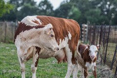 A rescued dairy cow and her calf, allowed to stay together after being rescued by Farm Sanctuary. Watkins Glen, New York, USA, 2012. Jo-Anne McArthur / We Animals Media