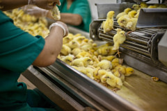 Workers sort hours-old chicks on a conveyor belt at a chicken hatchery. The hatchery will vaccinate the healthiest chicks. Spain, 2011. Luis Tato / Animal Equality / We Animals Media