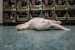 After being used for drug testing, a dead rabbit lies on the floor in view of hutches full of live rabbits. Spain, 2019. Carlota Saorsa / HIDDEN / We Animals Media