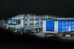 Transport trucks loaded with pigs at a Czech slaughterhouse. Czechia, 2018. Lukas Vincour / Zvirata Nejime / We Animals Media