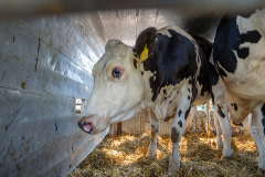 Cattle transported for slaughter from across Europe through the Bulgarian-Turkish border. Türkiye, 2018. Jo-Anne McArthur / Eyes On Animals / We Animals Media