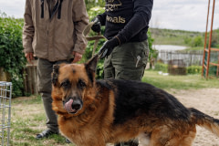 German Shepherd Karat looks at the camera while UAnimals rescuer Danya contemplates the best way to transfer him into a dog transport crate for Karat's evacuation as another man looks on from the background. 