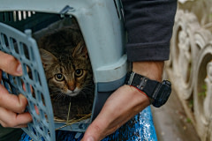 A pregnant cat being evacuated during the Russia-Ukraine war makes eye contact from her cat carrier. She had lived with the military and is now being transported to an animal shelter in another location. 