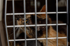 A female mother cat looks up from inside a cat carrier. She has lived with military personnel who have taken care of her near the frontline during the Russia-Ukraine war. UAnimals team members are transporting her and her kittens to an animal shelter in another location. 