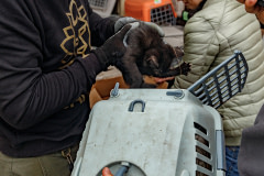 UAnimals rescuer Danya puts one of four kittens being evacuated during the Russia-Ukraine war into a cat carrier. They had been saved by military personnel who took care of them near the frontline. Volunteers brought the kittens to the UAnimals team who are transporting them to an animal shelter in another area.
