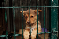 A puppy rescued during the Ukraine-Russia war stands up and rests his paws through the wire of a shelter enclosure. He is one of 10 puppies brought from the frontlines to the shelter by the military and will be evacuated to a shelter in another village. 