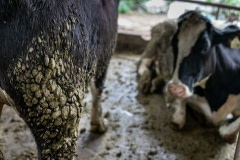 Dairy cows inside a barn. Taiwan.