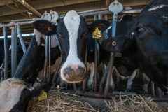 Cows in a dairy barn. Australia, 2017.