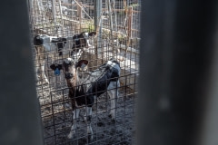 Segregated calves. Israel, 2018.